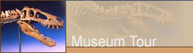 Museum Tour